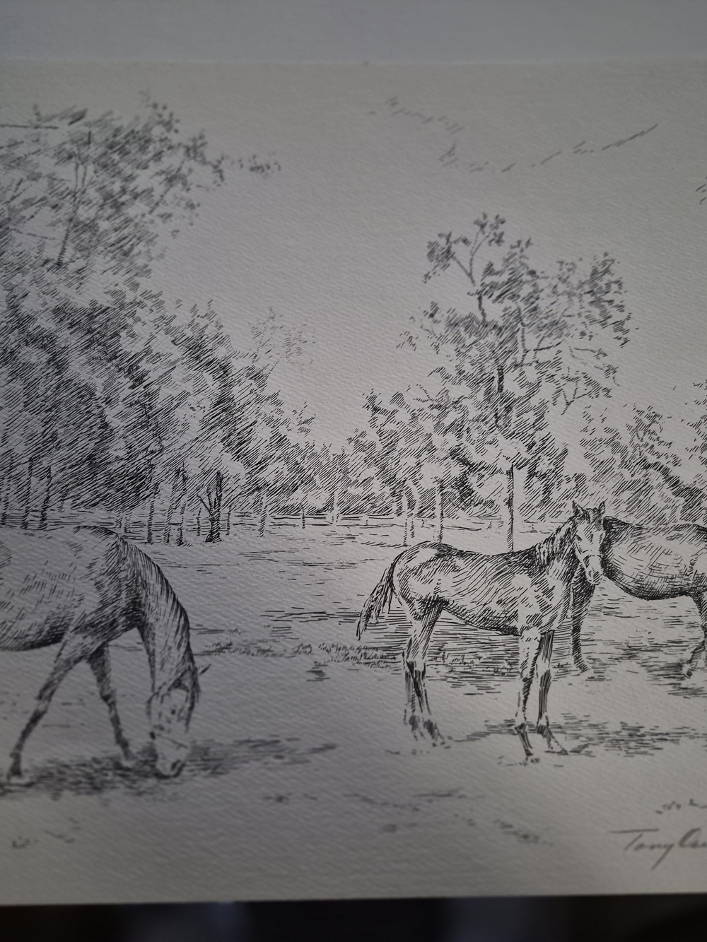 Tony Oswall Classic Black and White Horse Pasture Print - Unbranded
